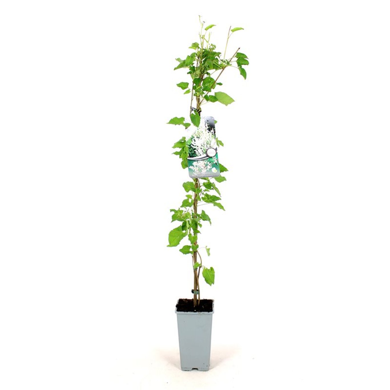 Parkslinga – Fallopia baldschuanica - C2 80-100 CM Stick